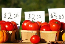 Fusce placerat turpis