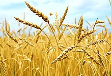 Integer vehicula euismod