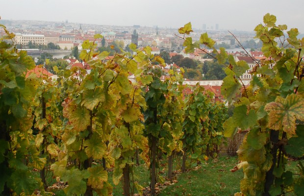 Fusce tincidunt faucibus