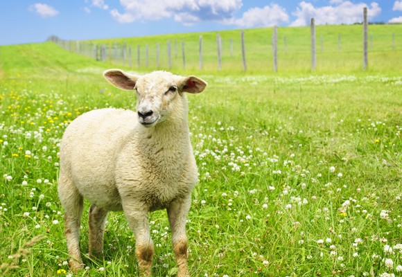 Integer aliquet turpis